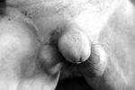 cock and balls