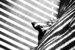 ajven โ In the shadows of light 2