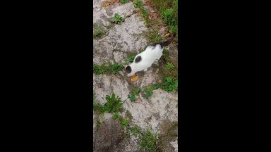 anna - not anna - right anna ) — animals help