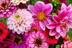 For Flowers 💛💛💛