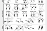 Dumbbell Workouts