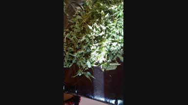 poofreak โ Nettles Bed