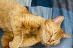 My kitty ;)