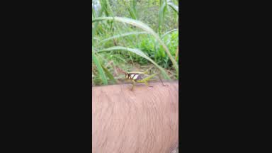 The cricket also likes my hairs hahahaha.