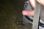 Horny
