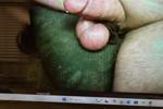 verysmallpeni live Chaturbate webcam gallery thumbnail
