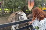 Animals