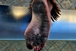 Dirty soles