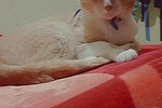 friend