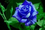 BUY ME THIS ROSE IF YOU WANT TO KISS ME