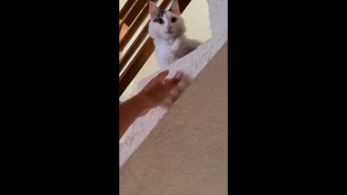 MIAW :3