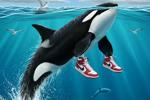 dolphin