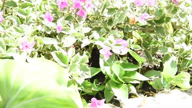 ♥ I LOVE TO NATURE ♥