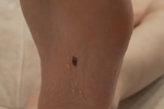 Tattoo from stream