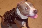 My beautiful pet Kiara