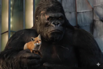 Fox and Gorilla