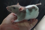 mys pets