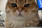 my cute cat!