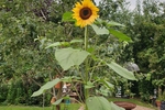 Flora