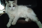 my pussy