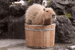 paidgif