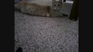Mese
