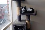 cats😻help my cats with their food 11tk