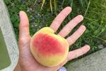Ahegao with peach