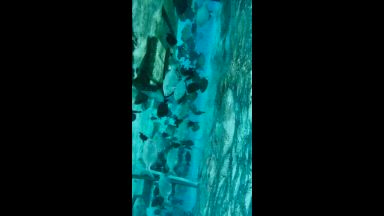 🏖️🦈