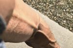 cornibula lifter live Chaturbate webcam gallery thumbnail
