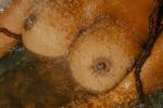 Wet boobs