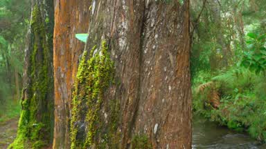 FAIRY TALE 🧚🏻🌿🌱