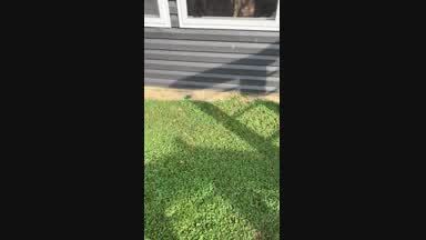 Cat chorus!