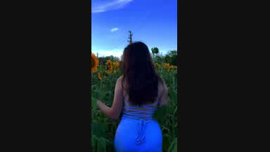 The beauty of sunflower fields