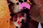 BROKEN DOLL 🎀