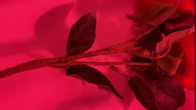 Happy San Valentine