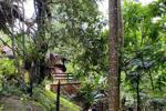 in the jungle of my land