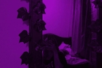 💜🔥