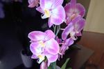 Hope y'all like my Orchid!