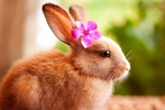 rabbit