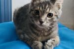 my cat
