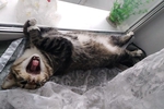 My four-pawed love ♥