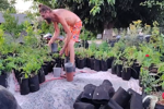Plant Life