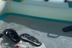Feet, water, & Claws