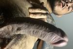 Dick hard