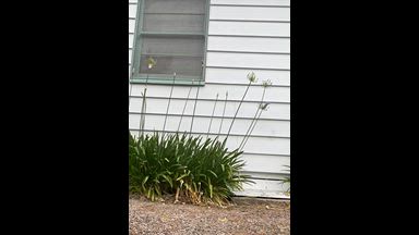 william — Backyard strip and stroke