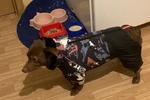 Archie