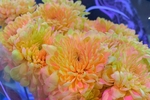 I wish u roses