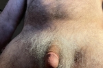 Lion Cock