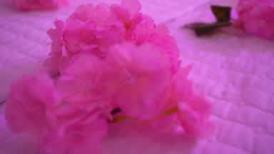 Cherry Blossom Bloom